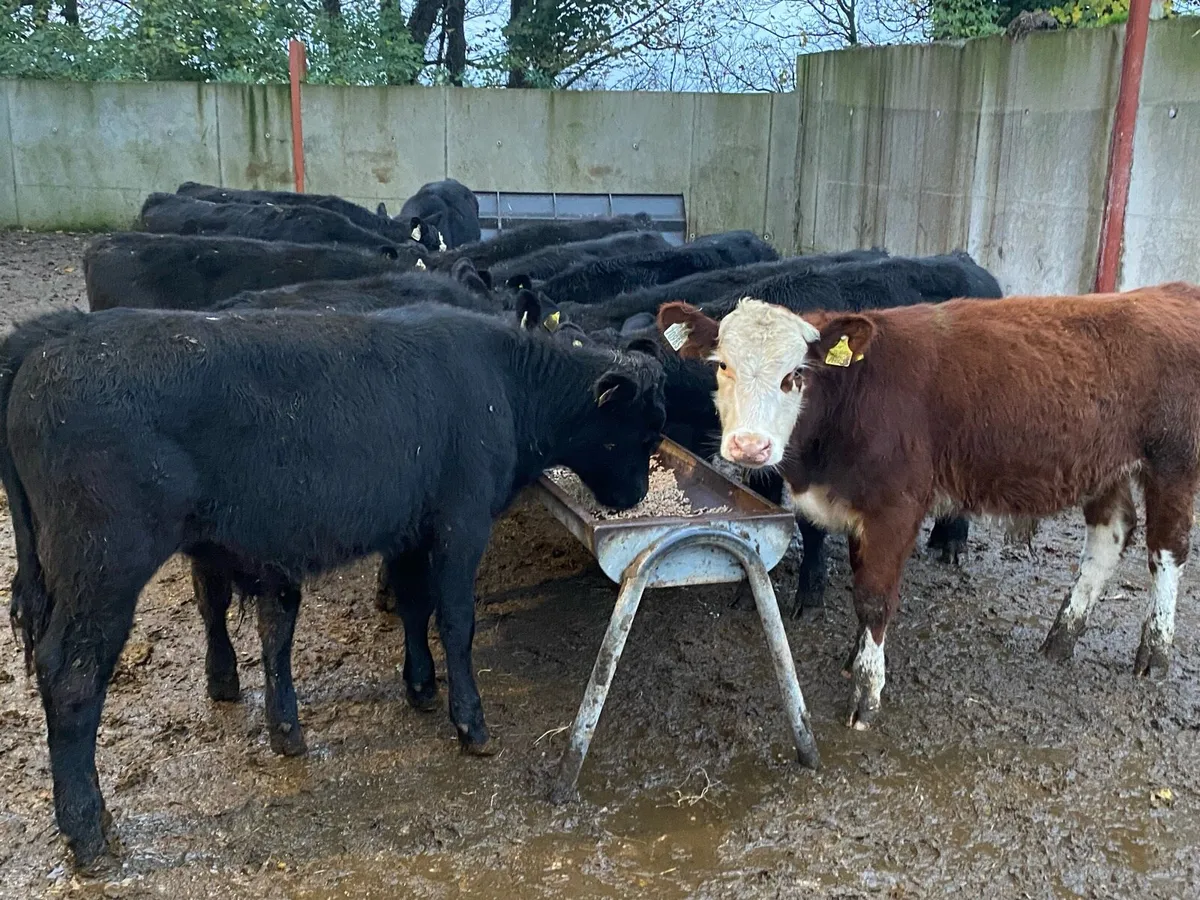 12 Bullocks 200kg @ Lissava - Image 1