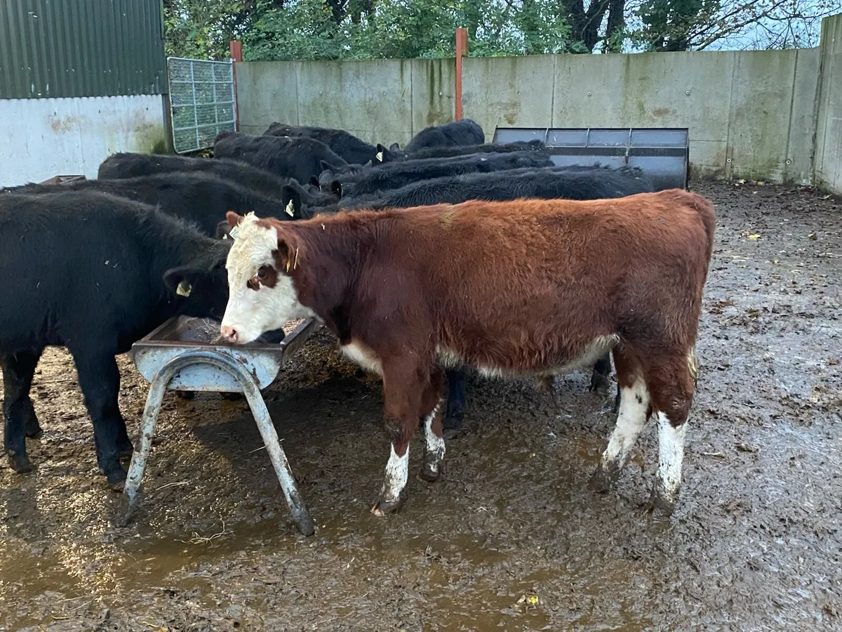 12 Bullocks 200kg @ Lissava - Image 2