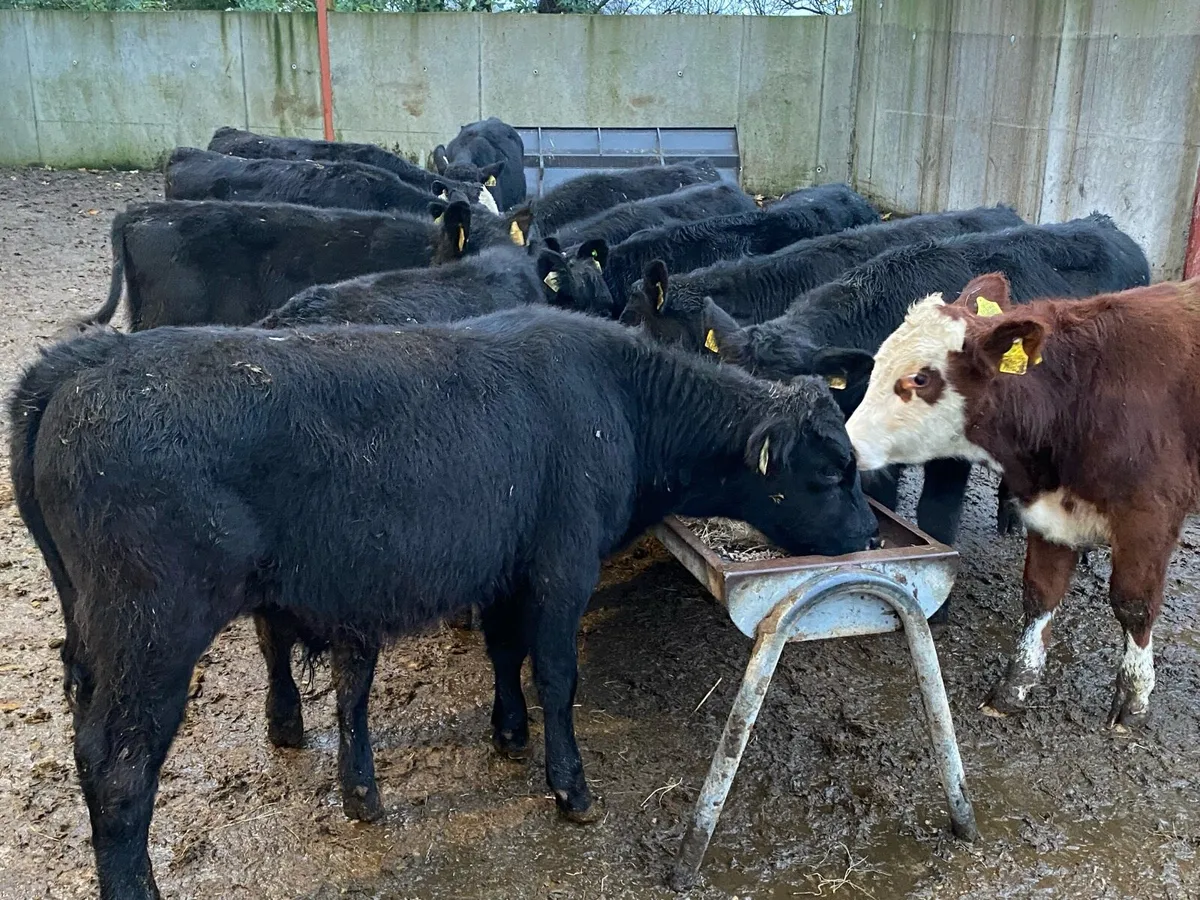 12 Bullocks 200kg @ Lissava - Image 3