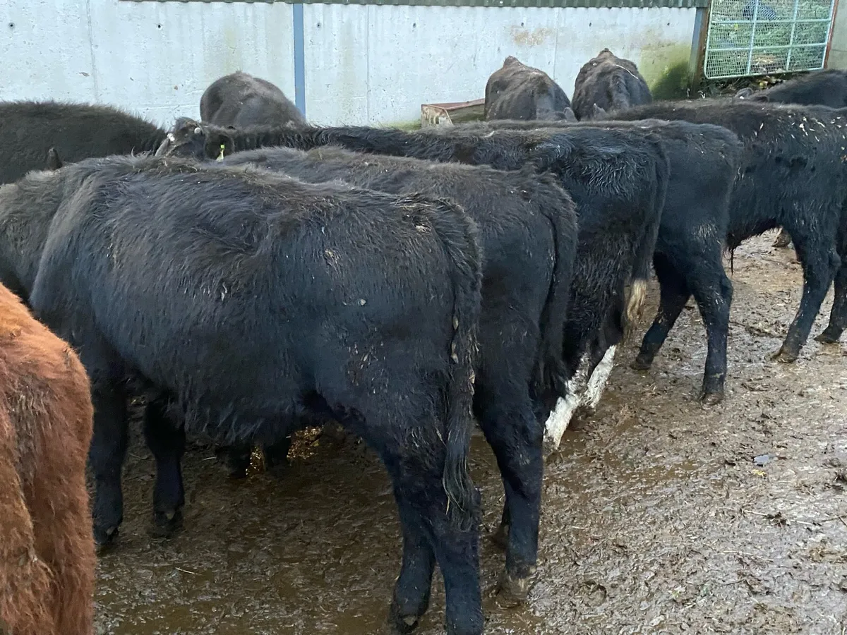 12 Bullocks 200kg @ Lissava - Image 4