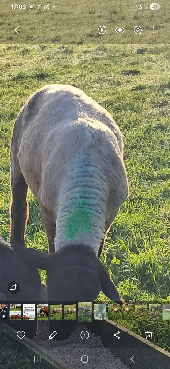 Pbnr suffolk ram - Image 1