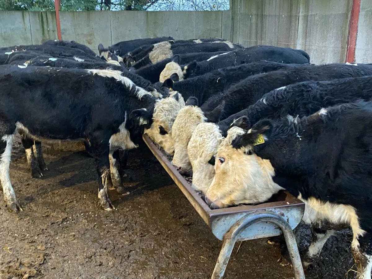 18 Hereford Bullocks 300kg @ Lissava Livestock - Image 1