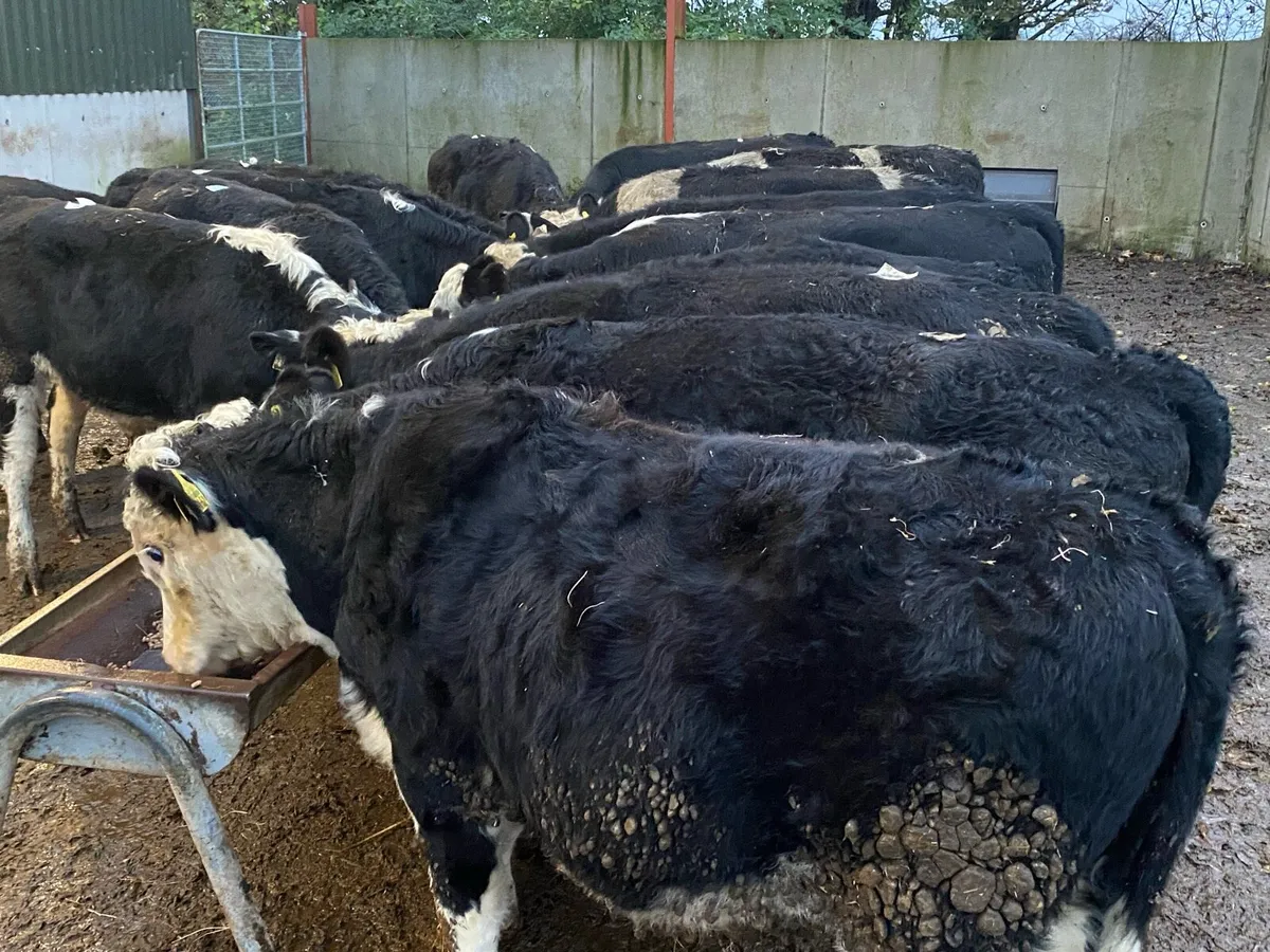 18 Hereford Bullocks 300kg @ Lissava Livestock - Image 2