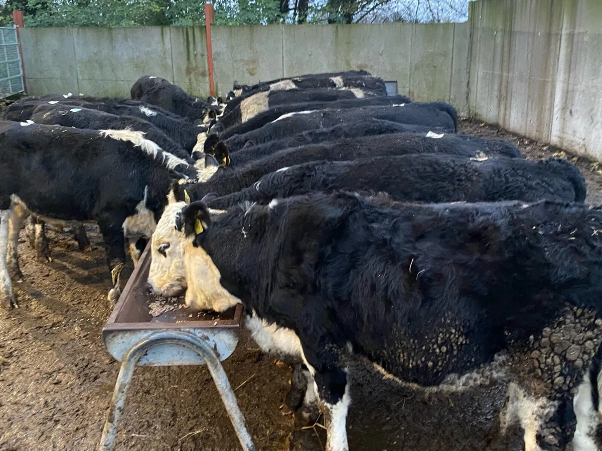 18 Hereford Bullocks 300kg @ Lissava Livestock - Image 3