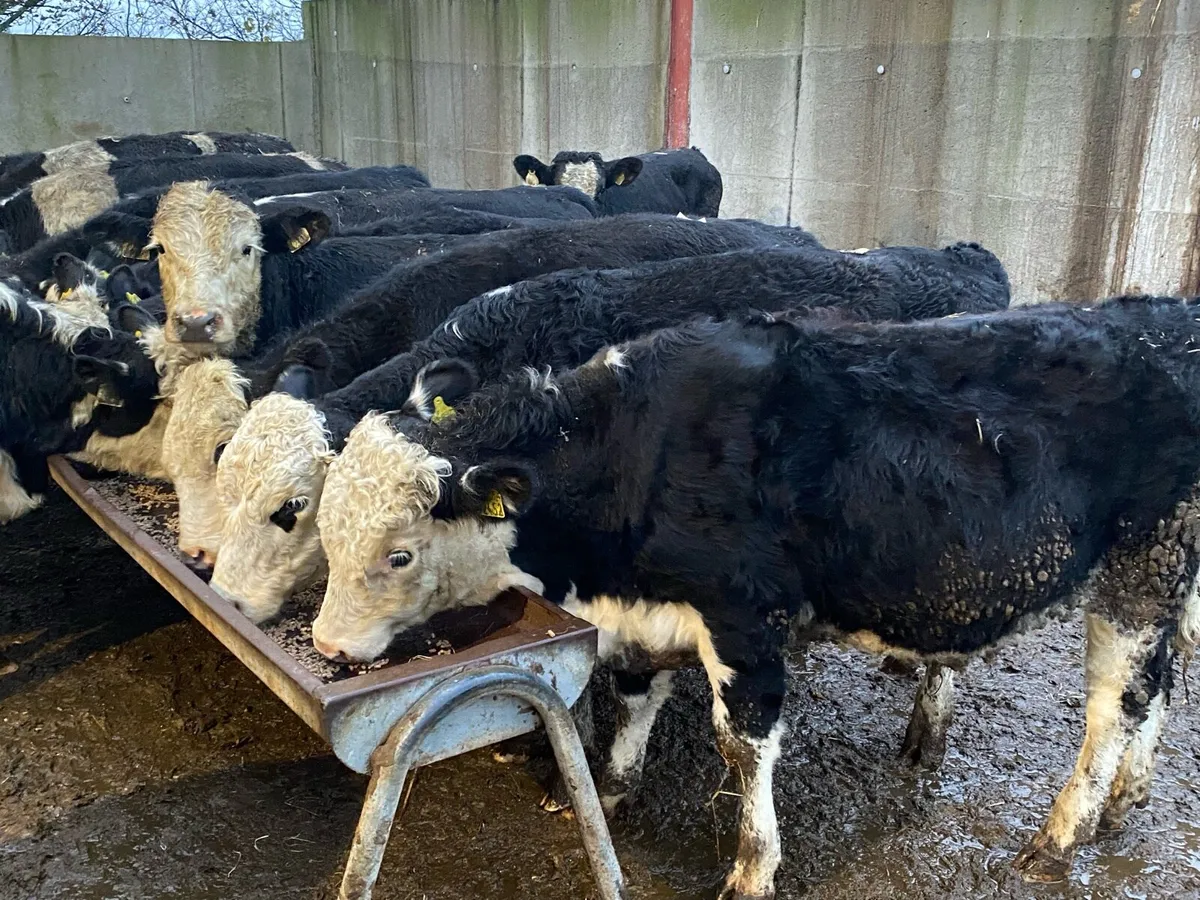 18 Hereford Bullocks 300kg @ Lissava Livestock - Image 4