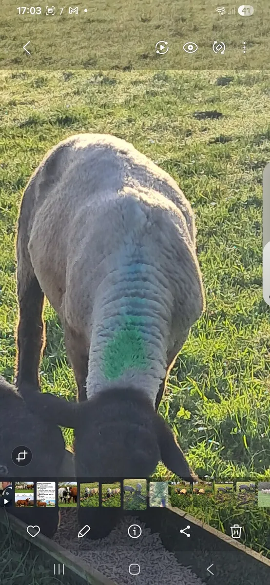 Pbnr suffolk ram - Image 2