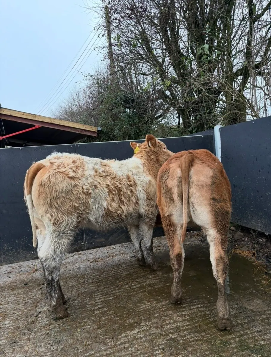 2 beauties 😍😍😍 - Image 1