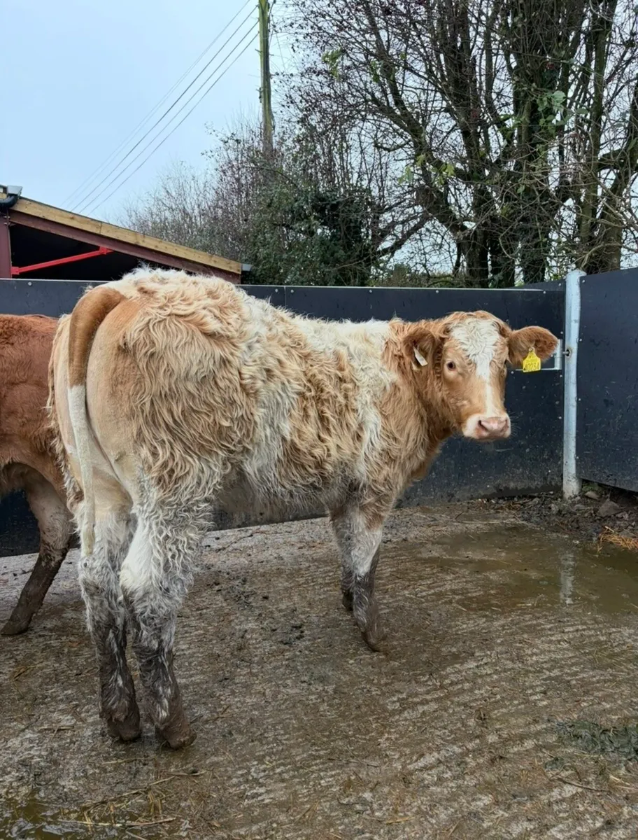 2 beauties 😍😍😍 - Image 2