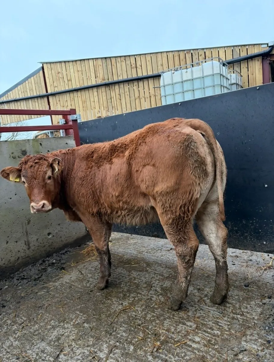 2 beauties 😍😍😍 - Image 3