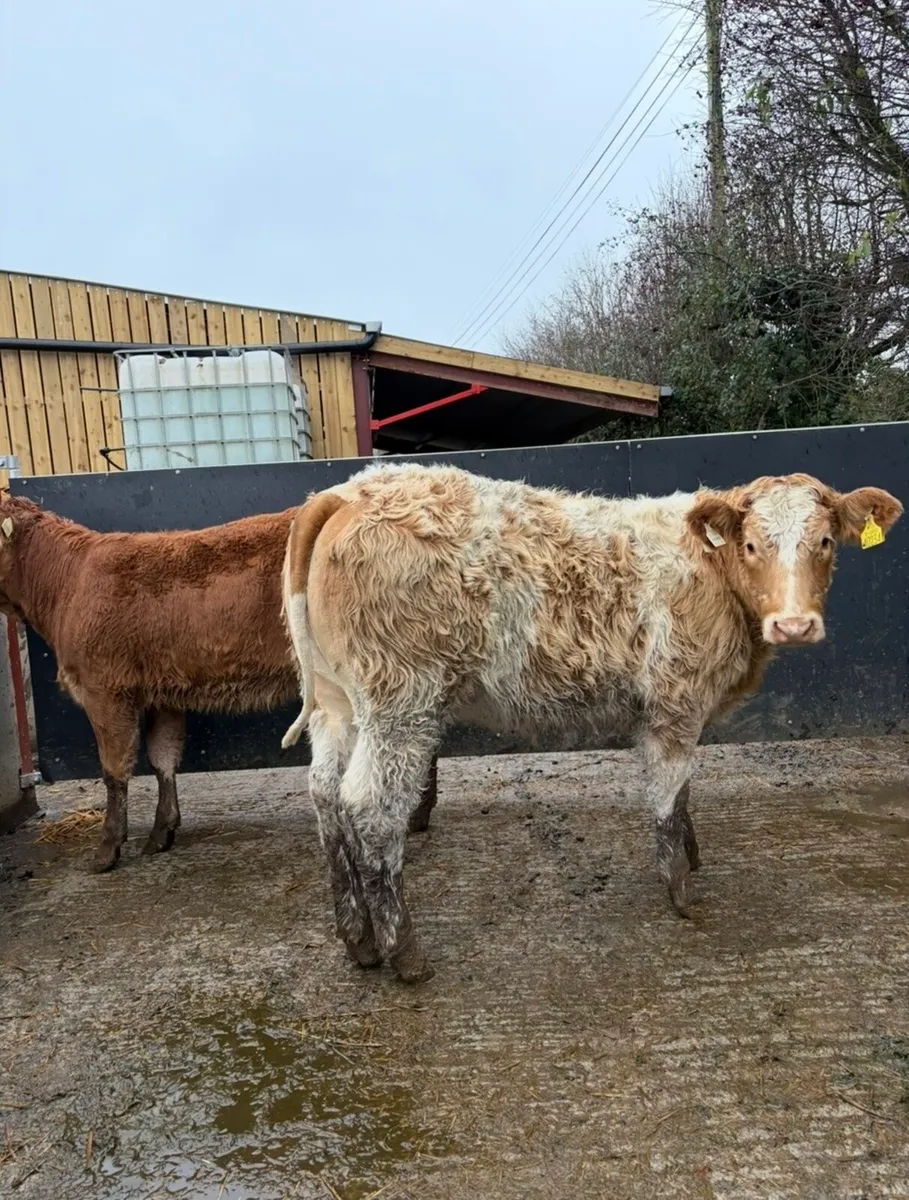 2 beauties 😍😍😍 - Image 4