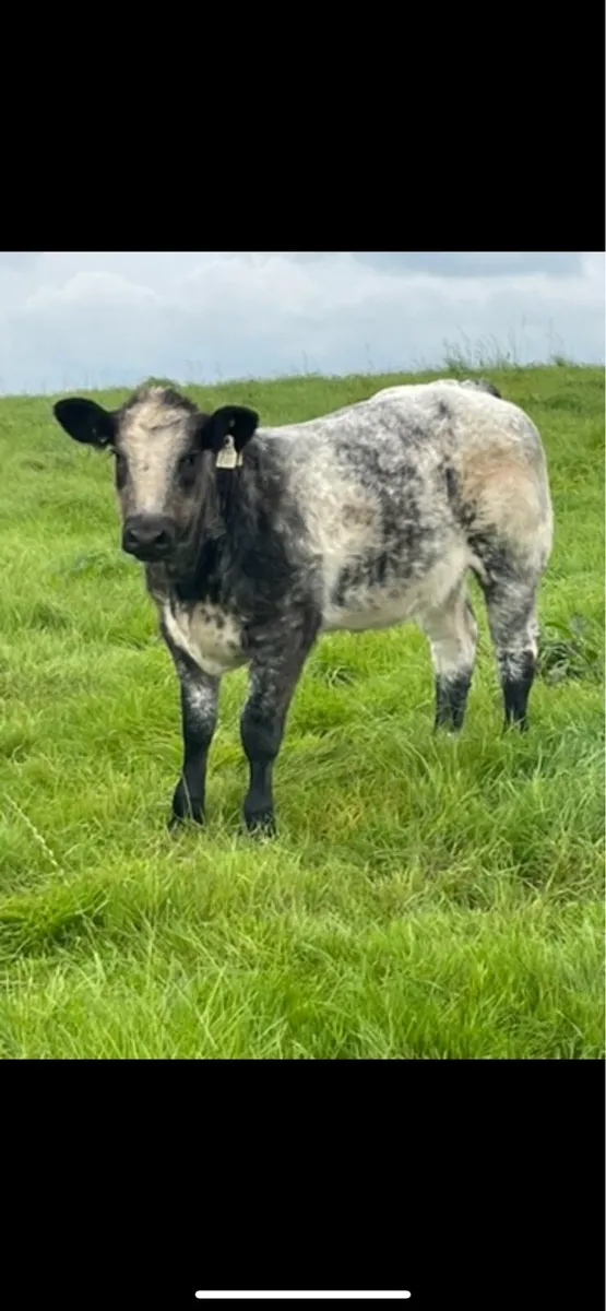 BB HEIFER - Image 1
