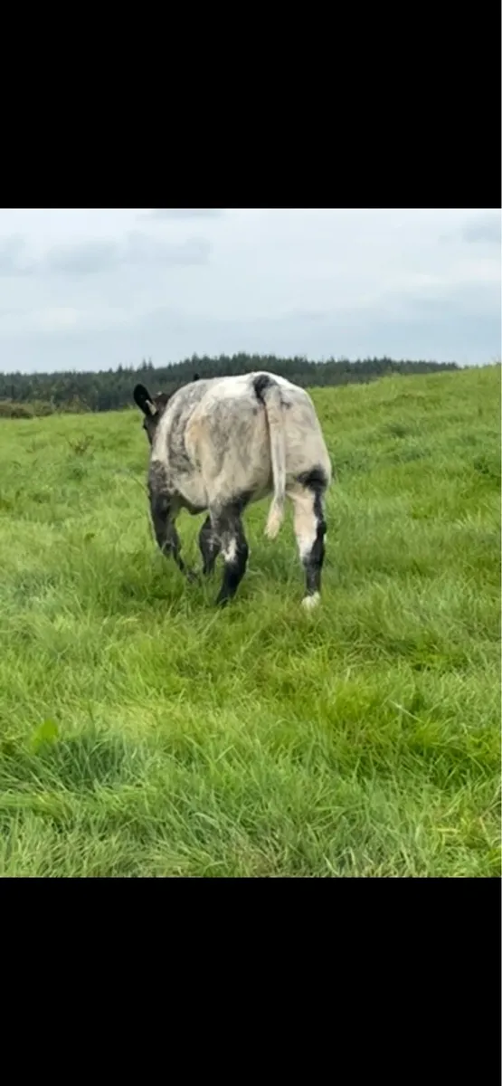 BB HEIFER - Image 2