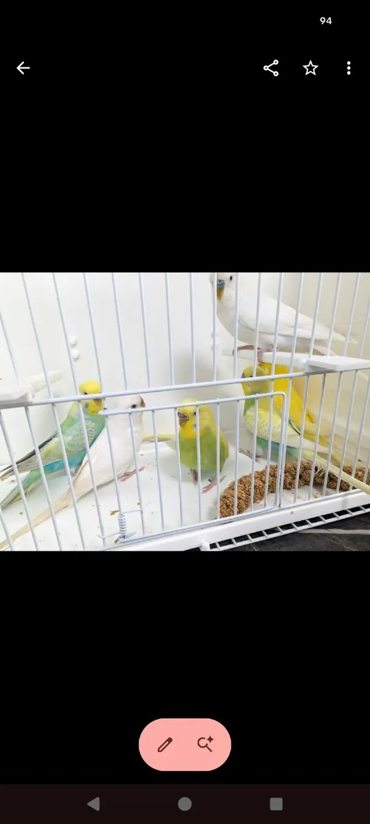 ***BUDGIE FOR SALE*** - Image 2
