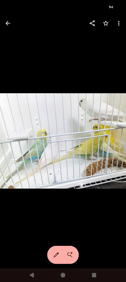 ***BUDGIE FOR SALE*** - Image 3