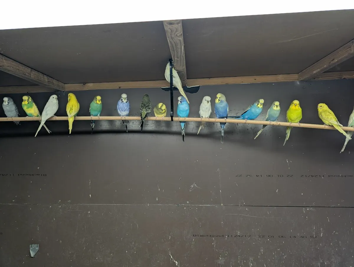 ***BUDGIE FOR SALE*** - Image 4