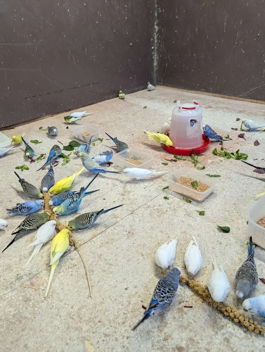 ***BUDGIE FOR SALE*** - Image 1