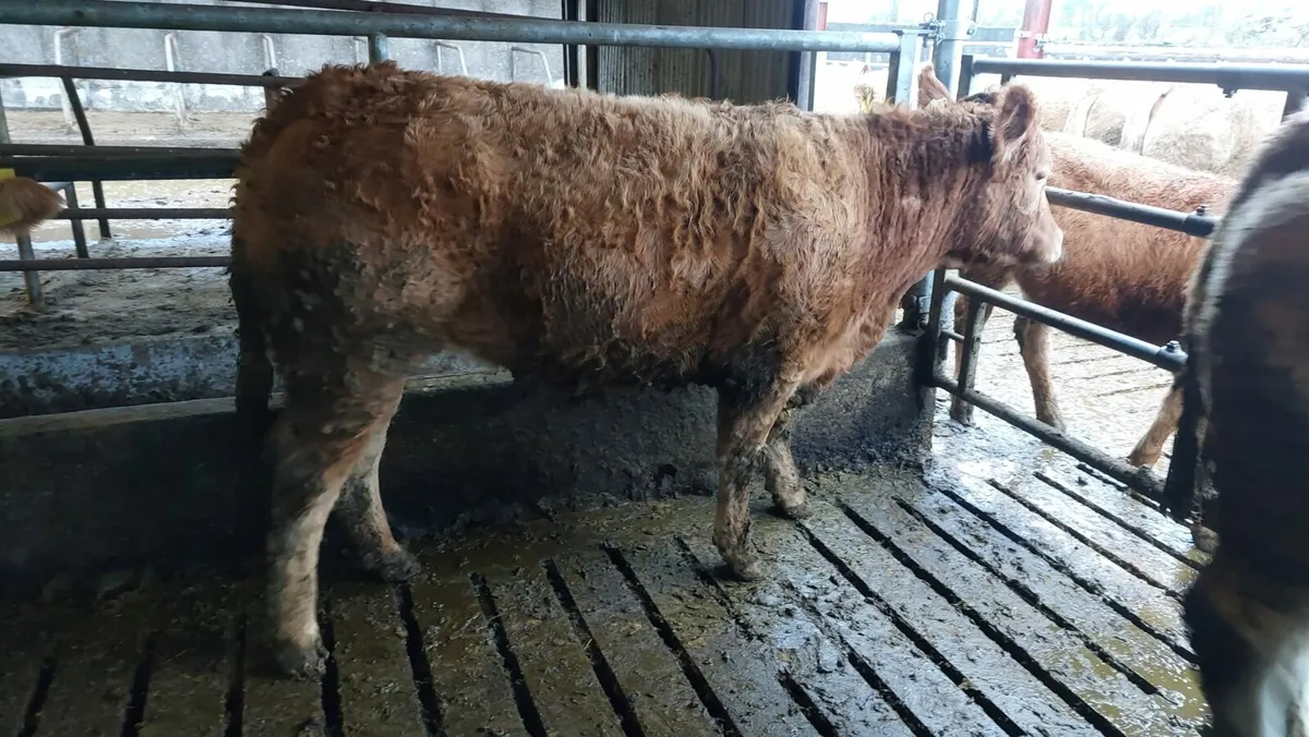 Limousin Bulling Heifers Mohill Mart November 15th - Image 1