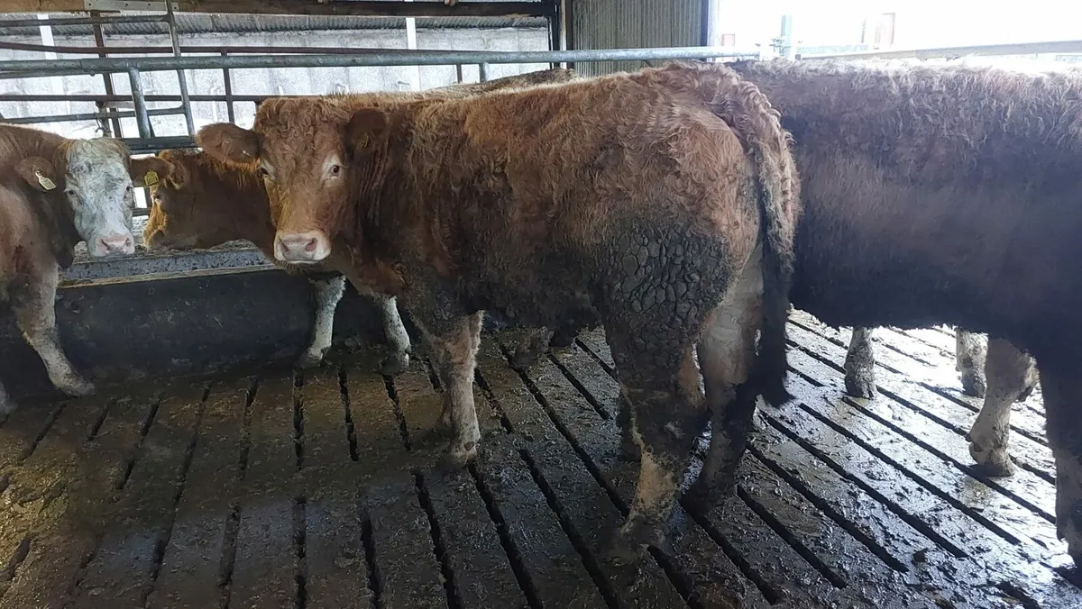 Limousin Bulling Heifers Mohill Mart November 15th - Image 2