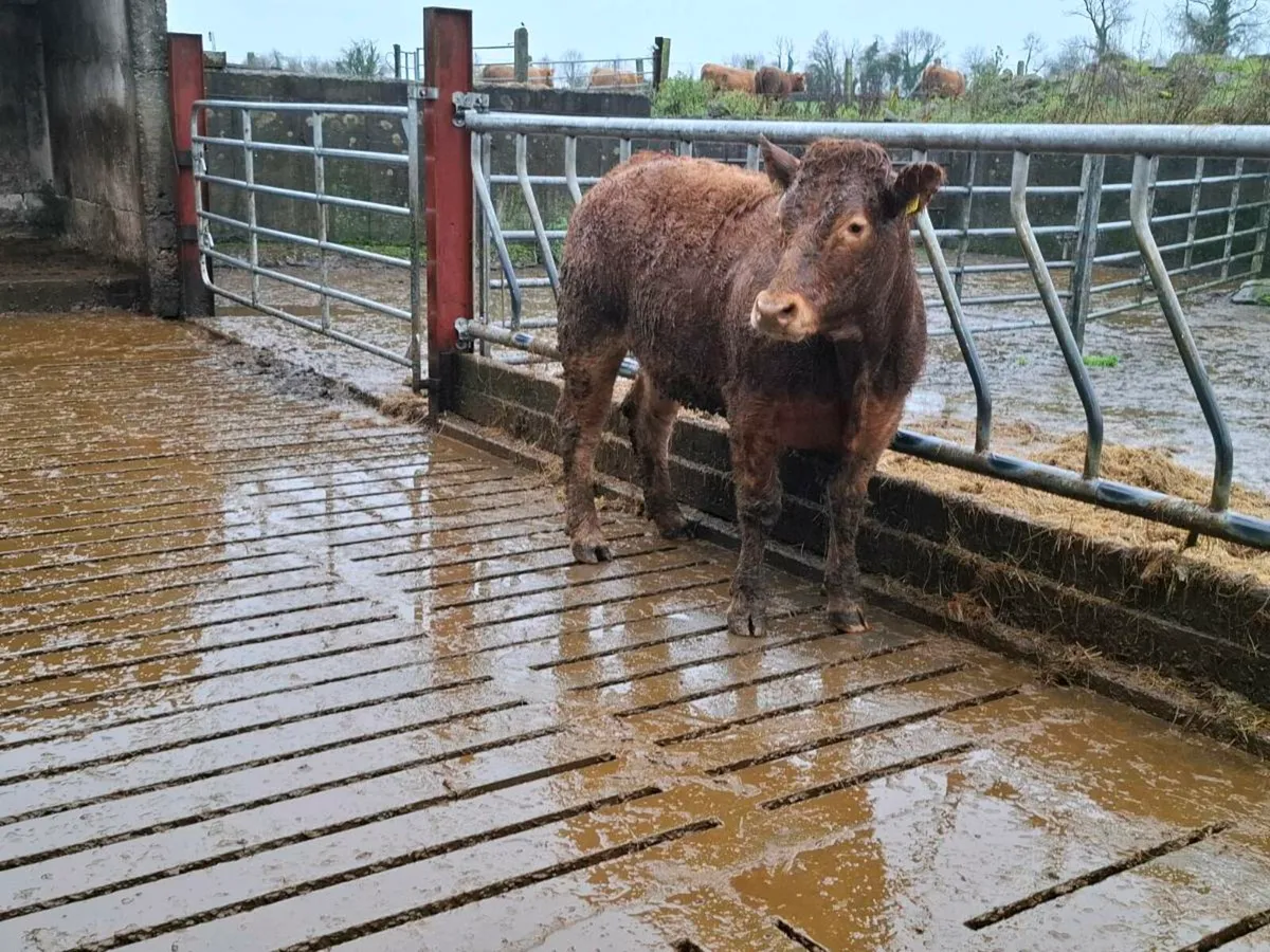 Limousin Bulling Heifers Mohill Mart November 15th - Image 3