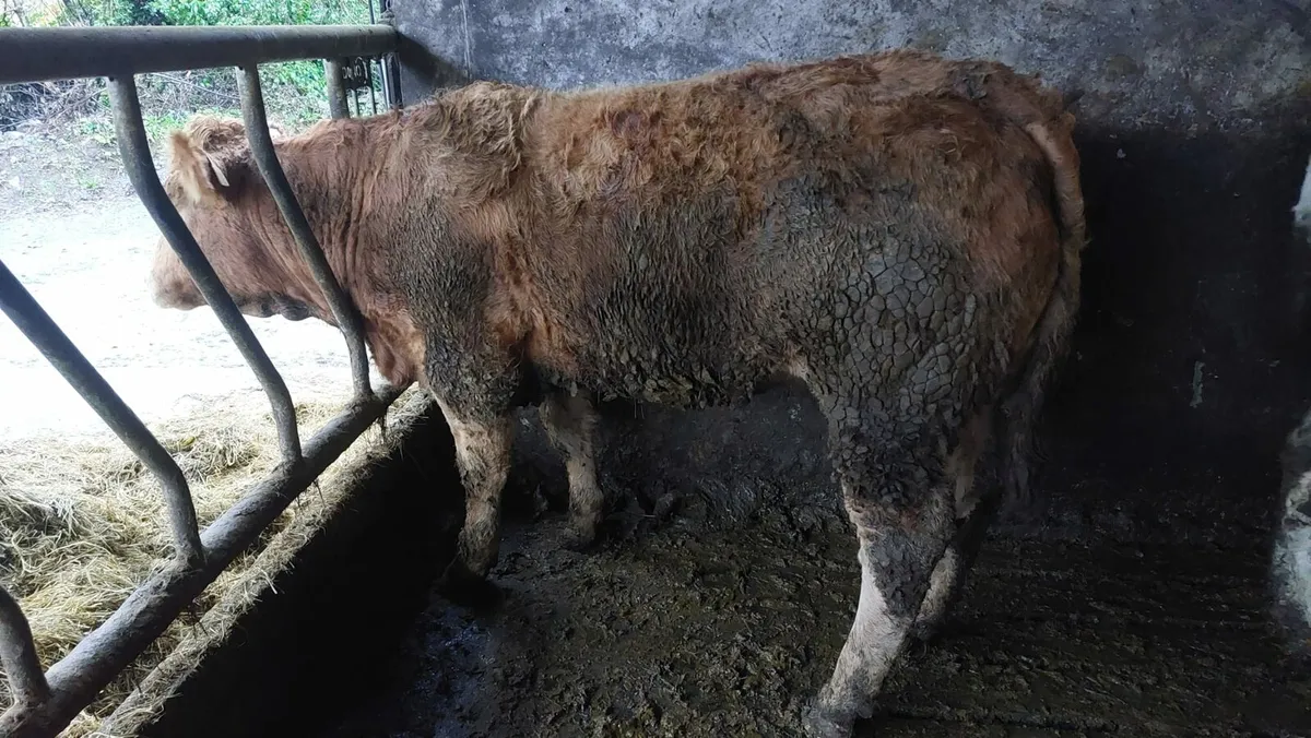 Limousin Bulling Heifers Mohill Mart November 15th - Image 4