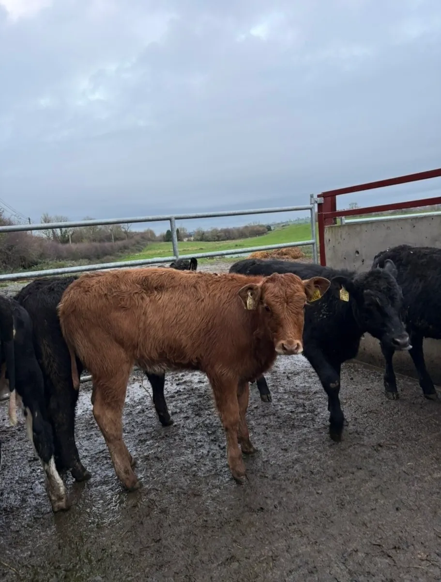 9 super quality Weanling heifers - Image 2