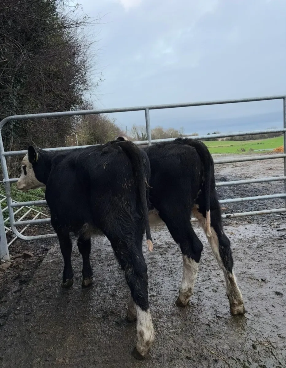 9 super quality Weanling heifers - Image 3
