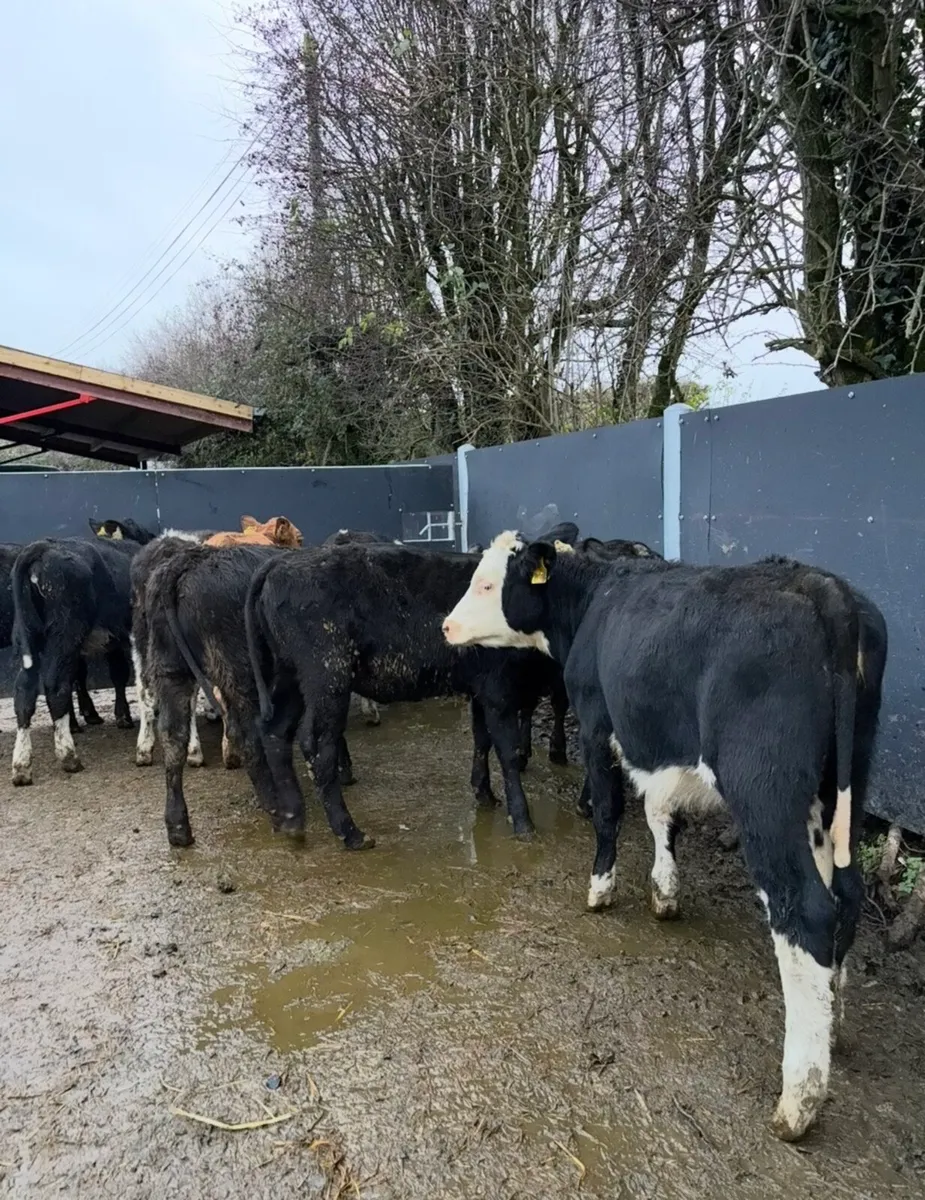 9 super quality Weanling heifers - Image 4