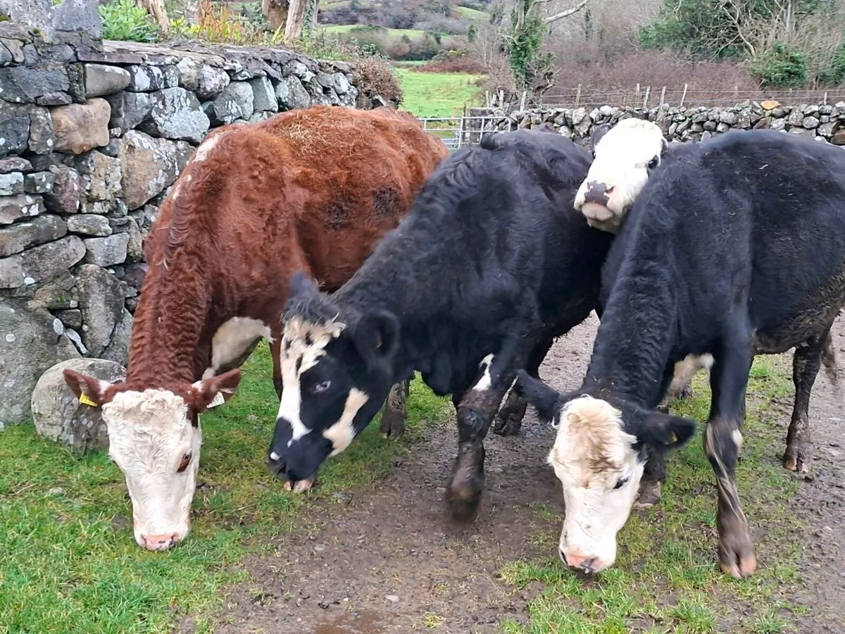 Very Quiet Young Cows - Image 1