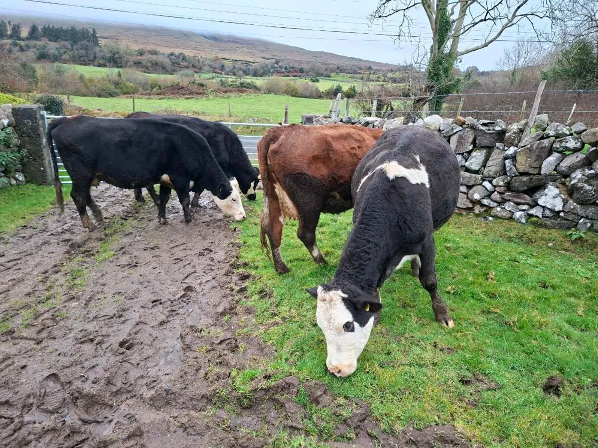 Very Quiet Young Cows - Image 2