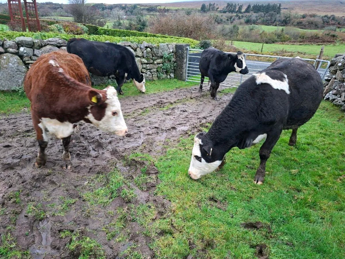 Very Quiet Young Cows - Image 3
