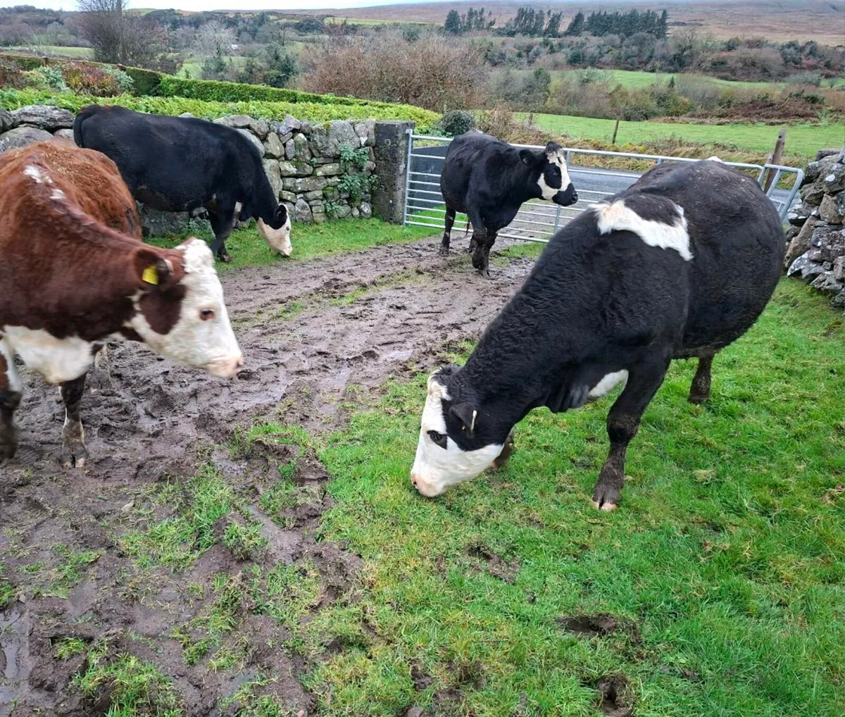 Very Quiet Young Cows - Image 4