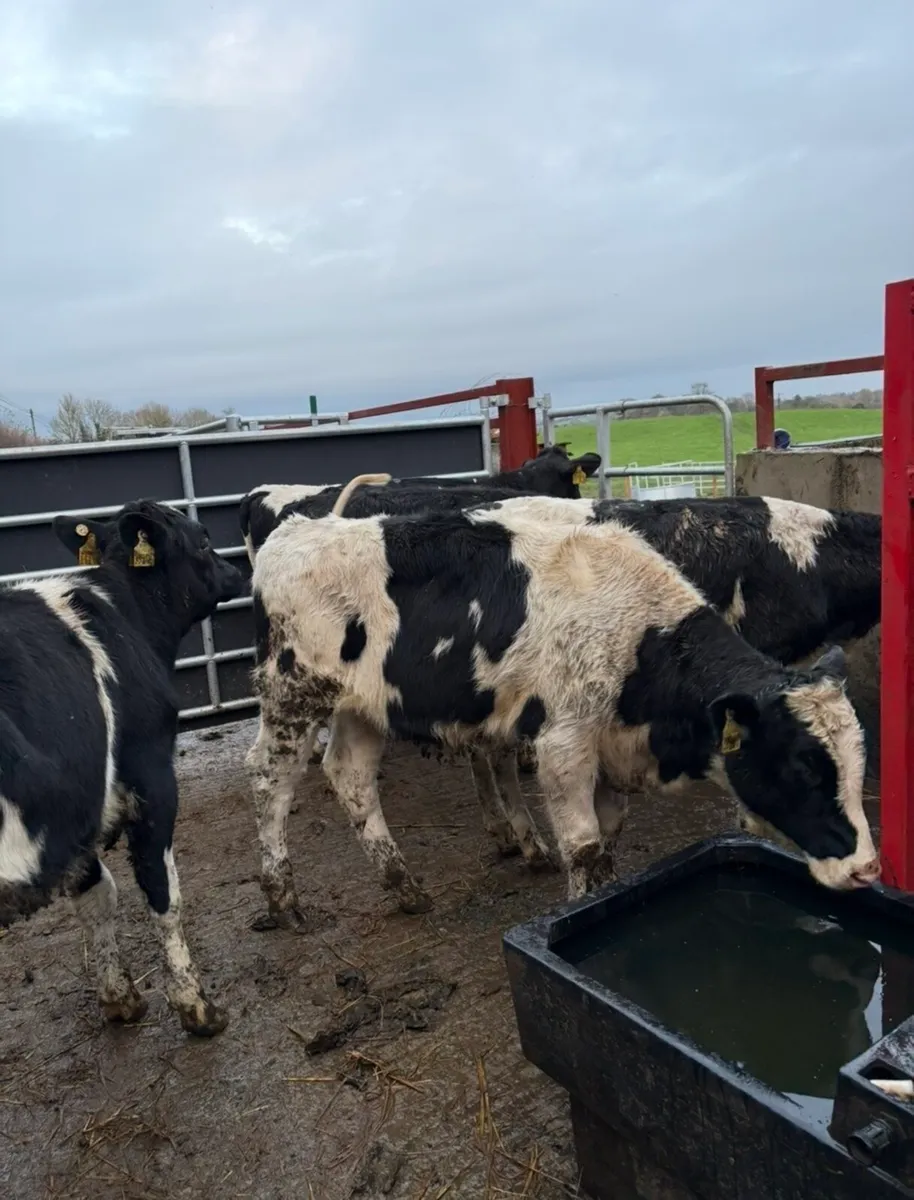 5 super well bred fr heifers - Image 1