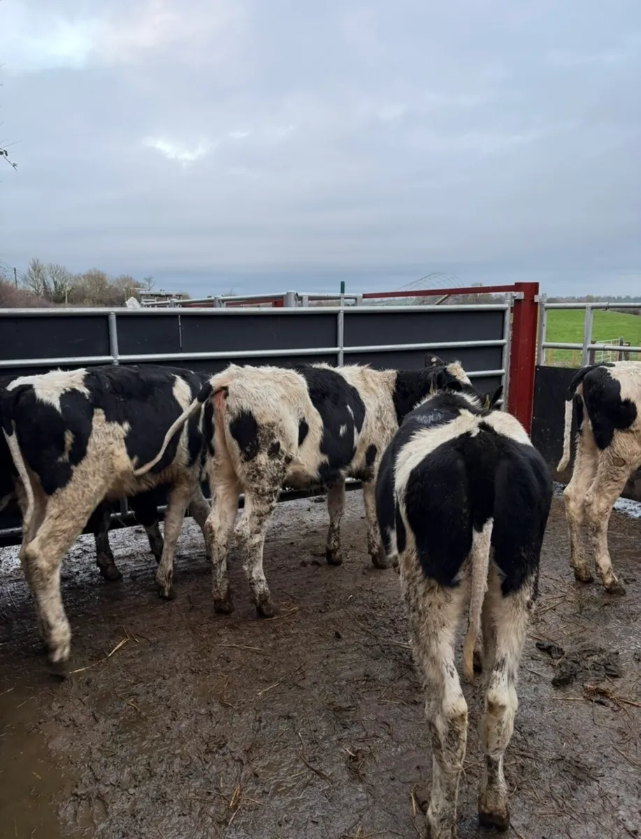 5 super well bred fr heifers - Image 2