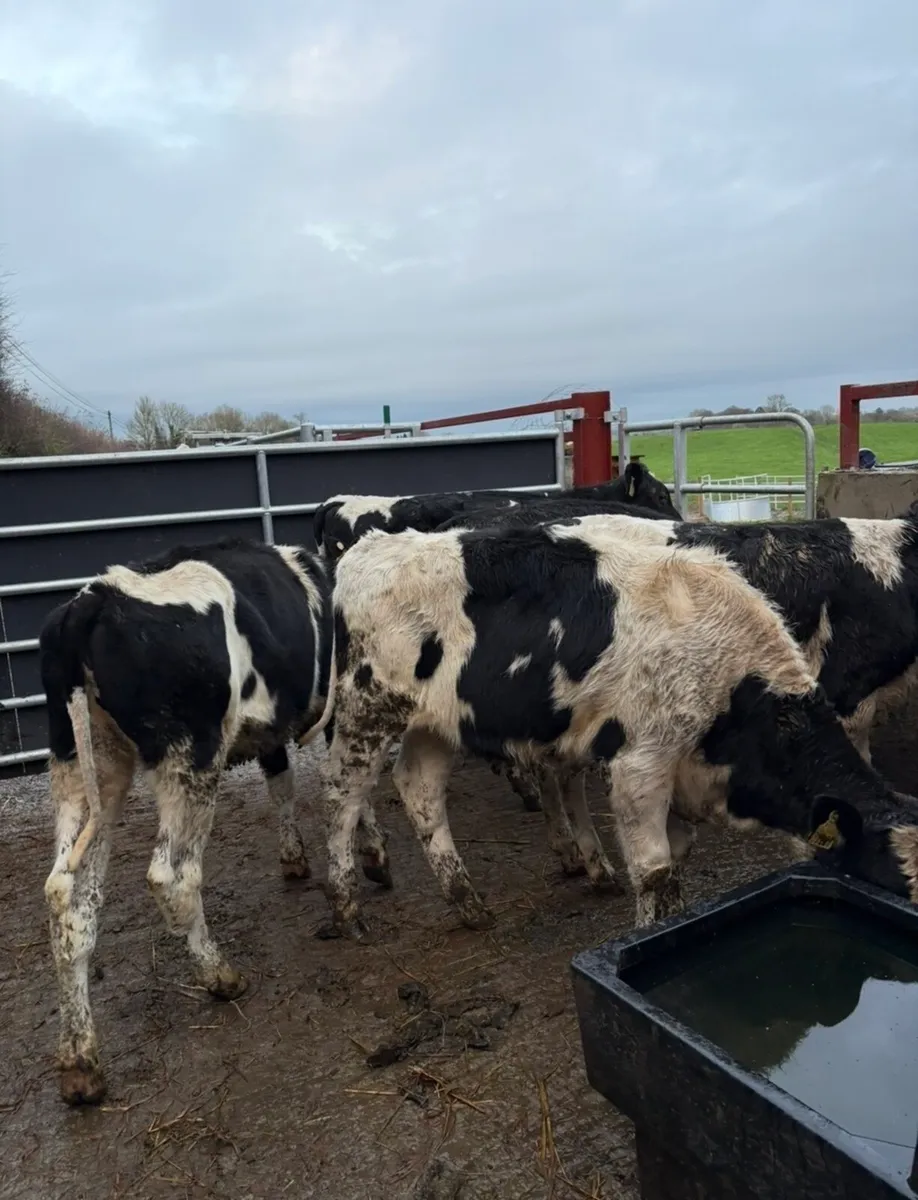 5 super well bred fr heifers - Image 3