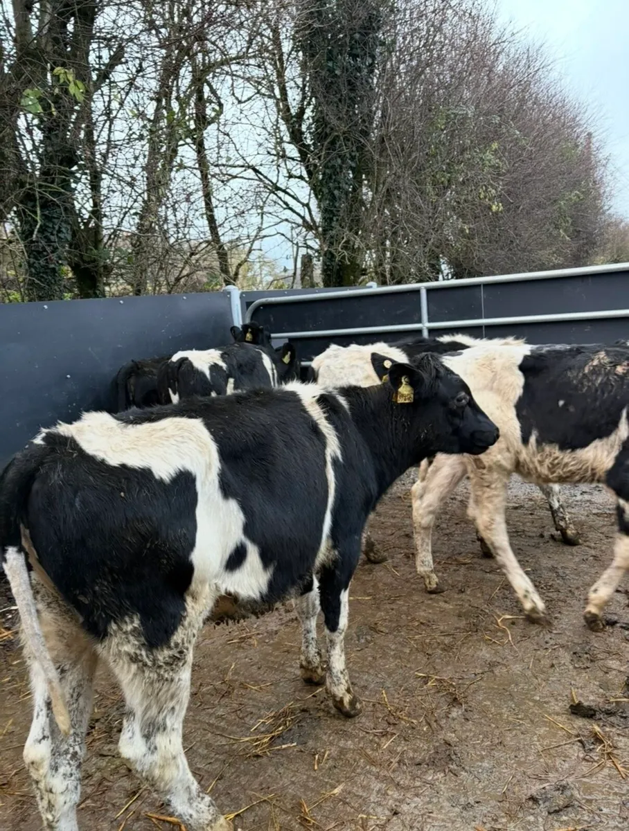 5 super well bred fr heifers - Image 4