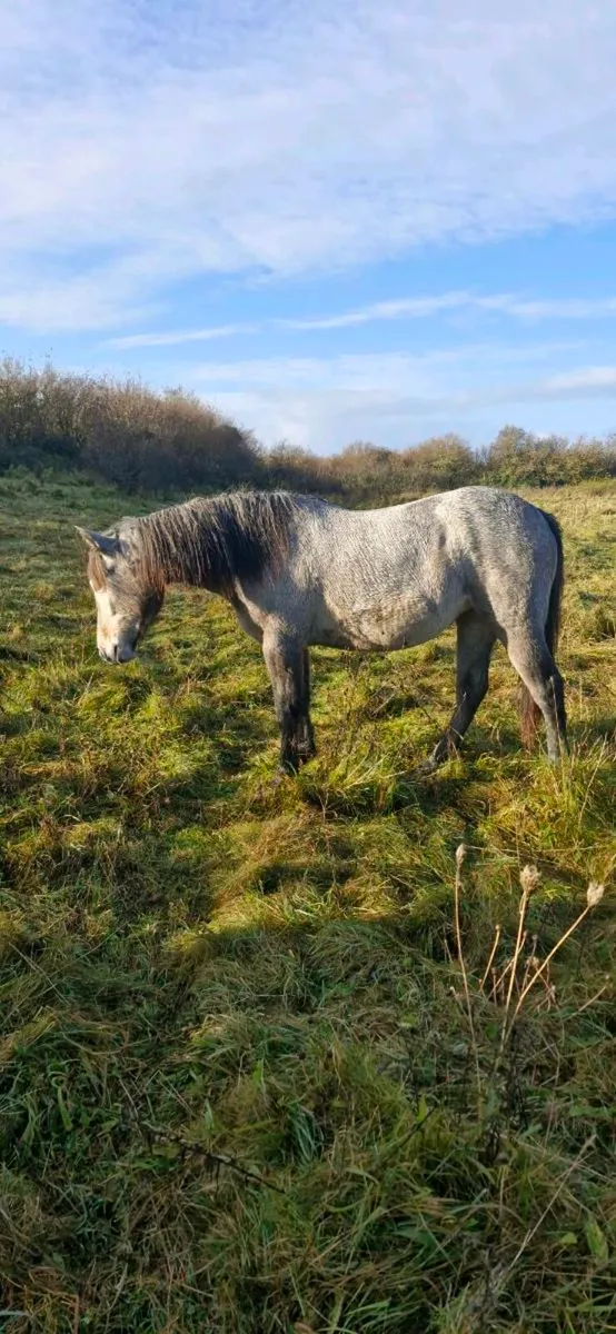 ###CONNEMARA FILLY### - Image 1