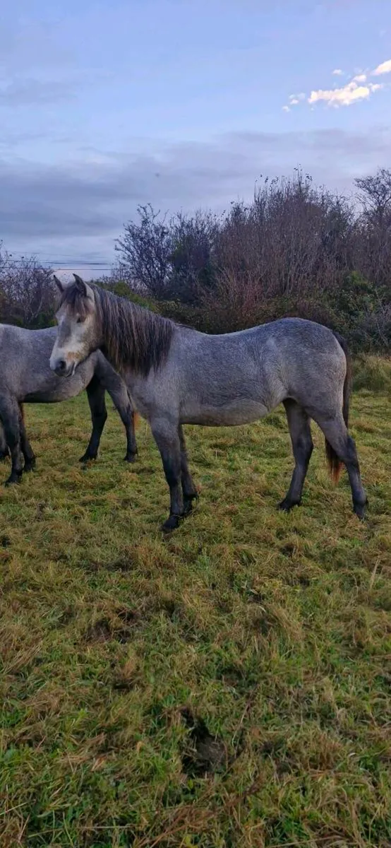###CONNEMARA FILLY### - Image 2