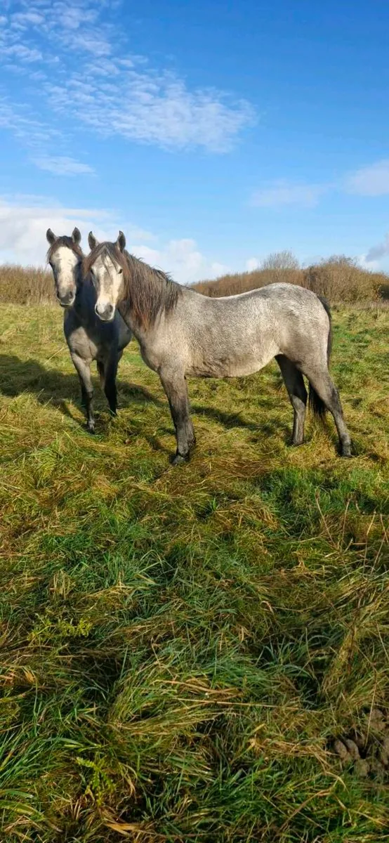 ###CONNEMARA FILLY### - Image 3