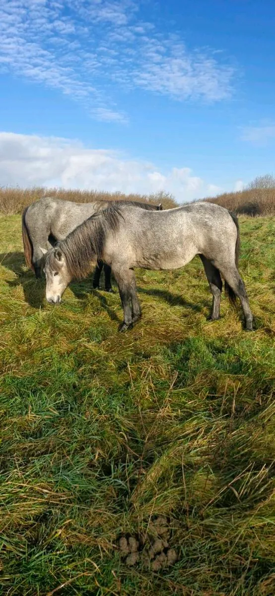 ###CONNEMARA FILLY### - Image 4