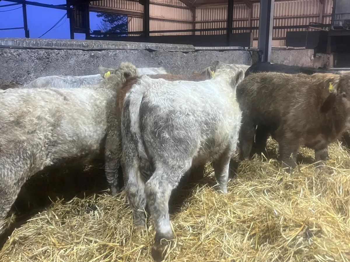 22 charlaois 300 kg bull weanlings - Image 1