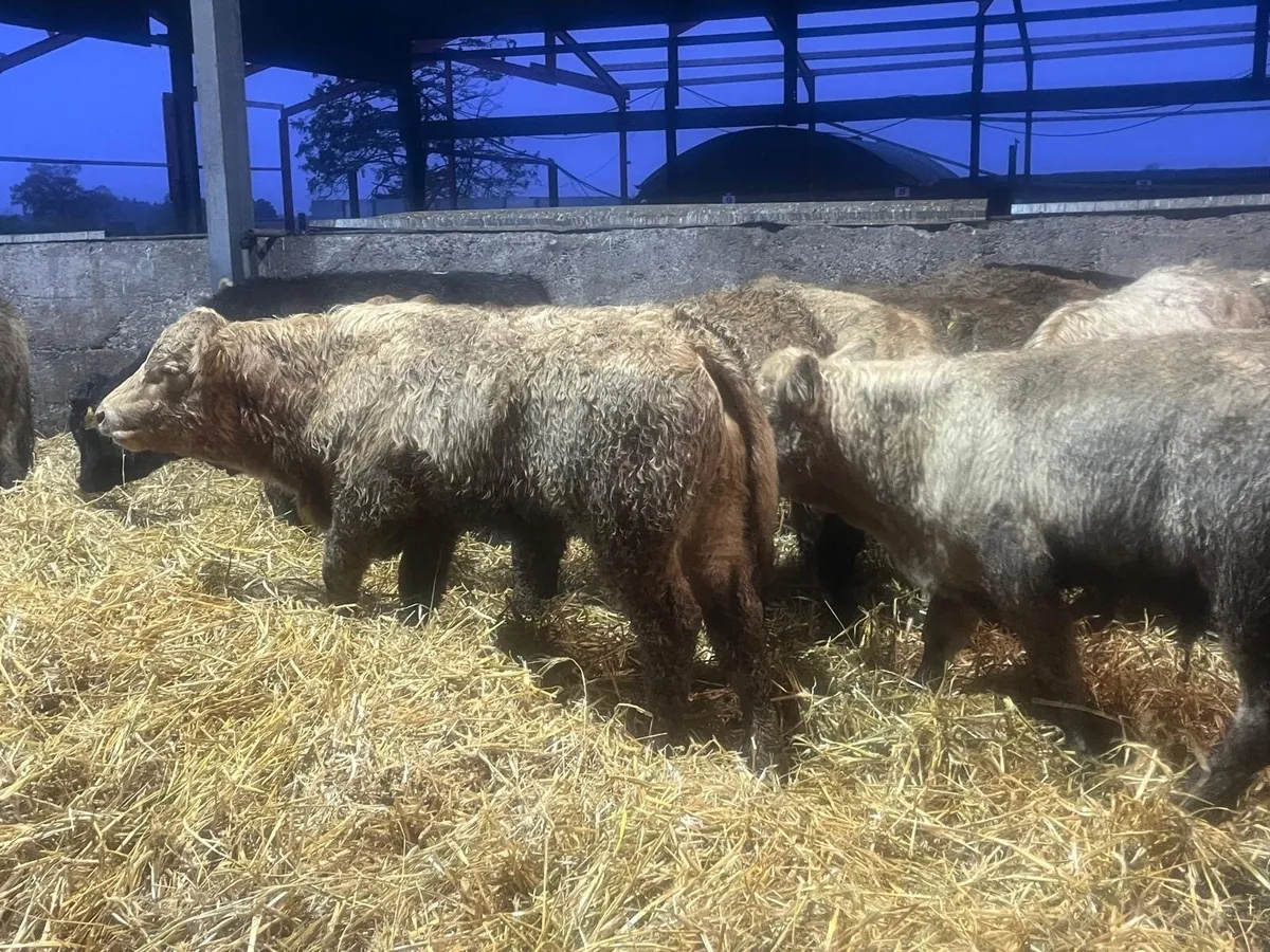 22 charlaois 300 kg bull weanlings - Image 3