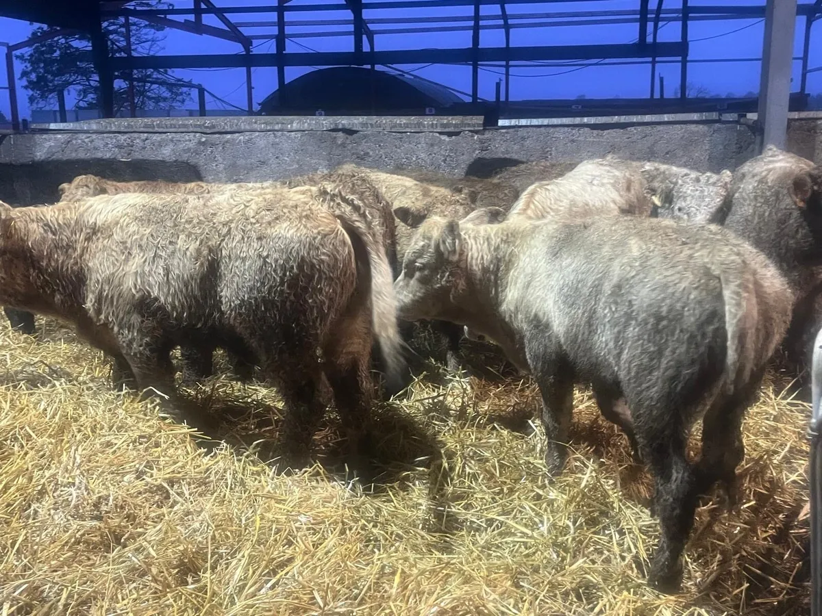 22 charlaois 300 kg bull weanlings - Image 4