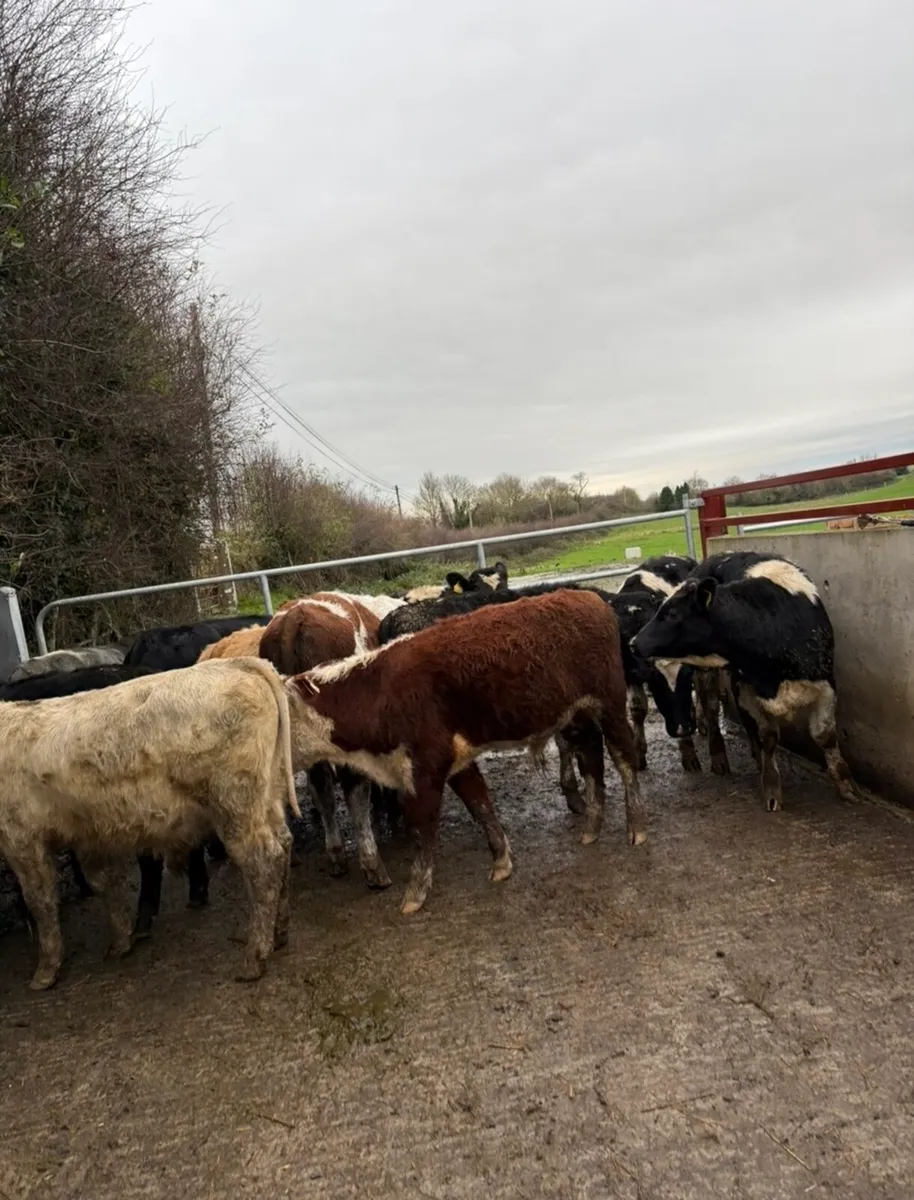 10 super bull Weanlings for sale - Image 1