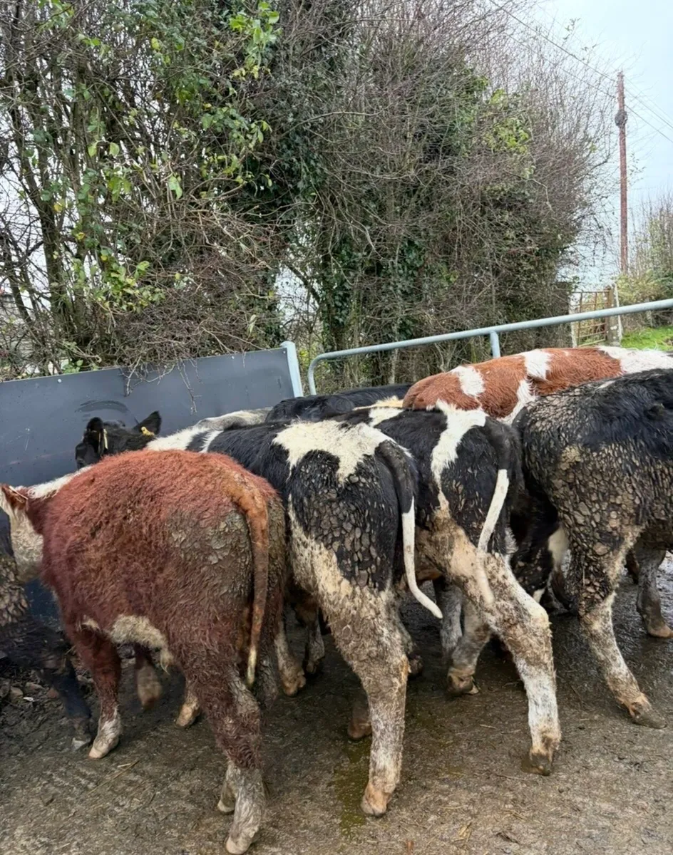 10 super bull Weanlings for sale - Image 2