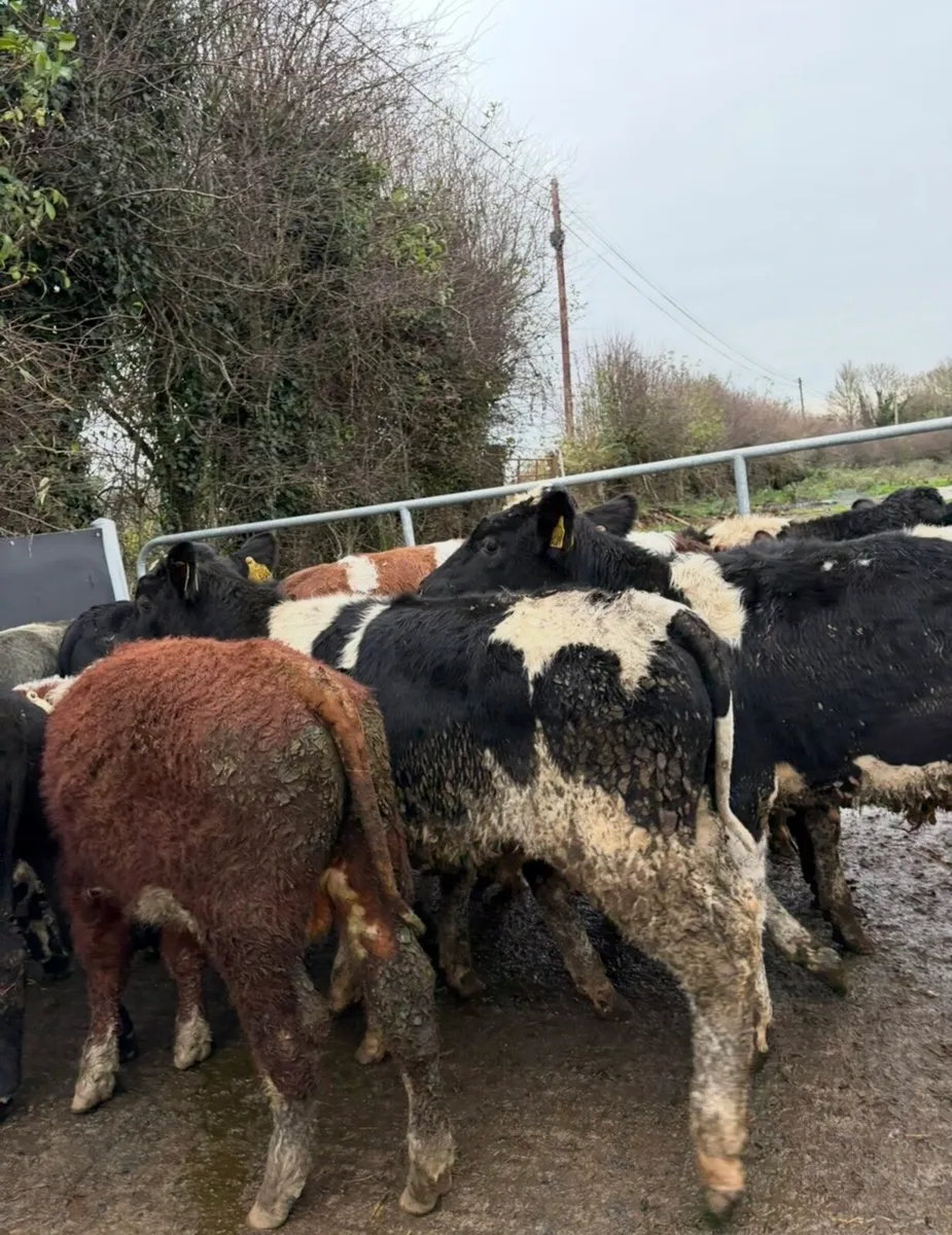 10 super bull Weanlings for sale - Image 3