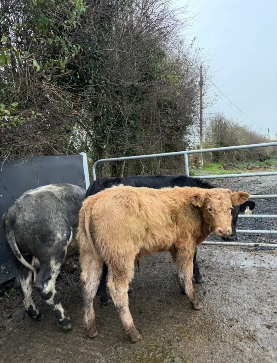 10 super bull Weanlings for sale - Image 4