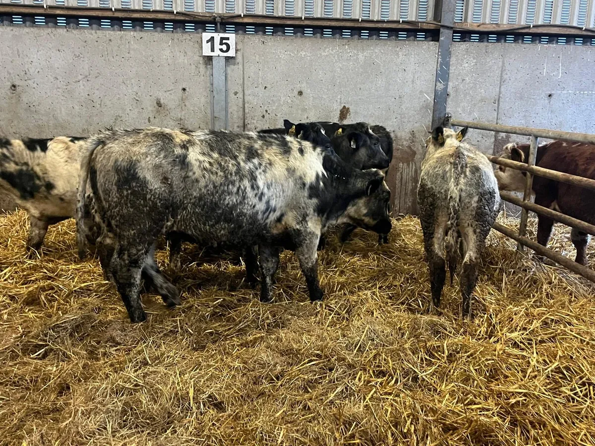 8 super Belgian blue 320 kg heifers - Image 1