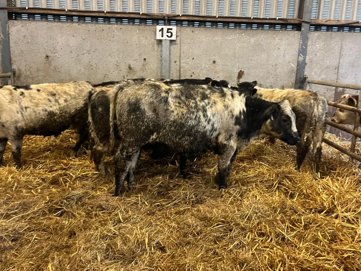 8 super Belgian blue 320 kg heifers - Image 2