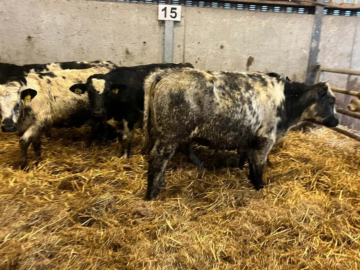 8 super Belgian blue 320 kg heifers - Image 3