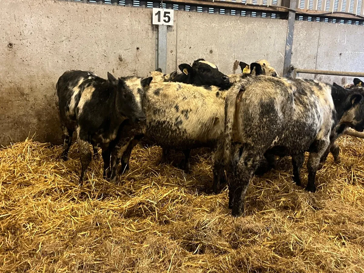 8 super Belgian blue 320 kg heifers - Image 4